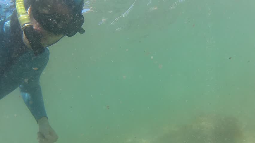 Snorkeler pointing towards giant rock lobster at marine reserve Goat Island in New Zealand