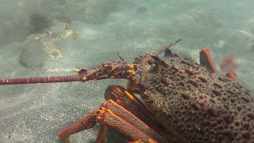 Camera turns around giant rock lobster at marine reserve Goat Island in New Zealand
