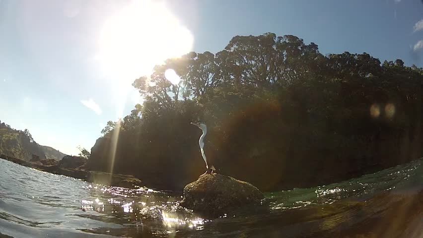 Extreme close shot of wild pied cormorant in marine reserve Goat Island, New Zealand