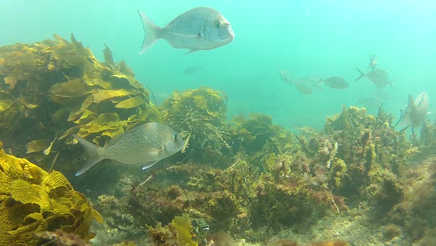 Kelpfish in marine reserve Goat Island, New Zealand