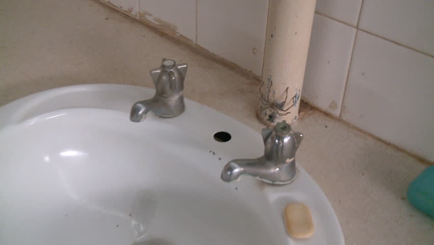 Huntsman Spider Crawling up a Drain Pipe