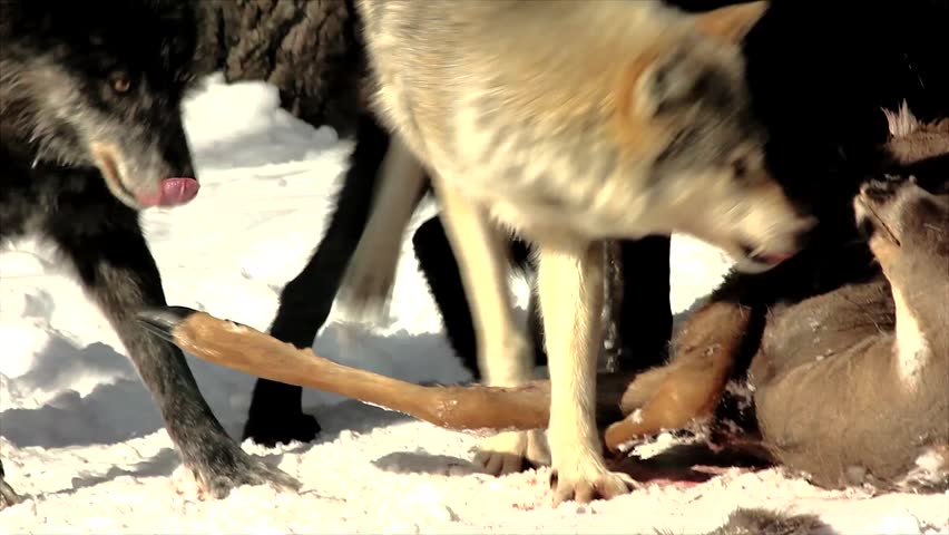 Wild Gray Wolves Feed on a Deer Carcass (this is a wild pack photographed from a blind)
