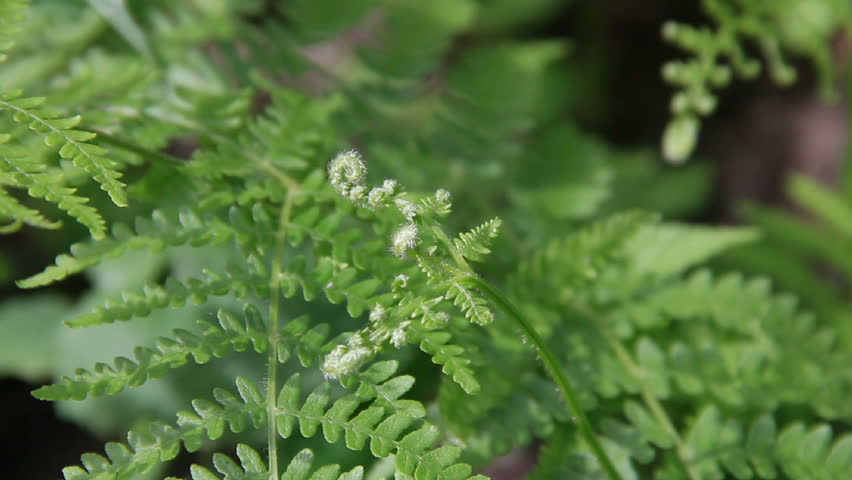 Green ferns leafs closely swinging in the wind