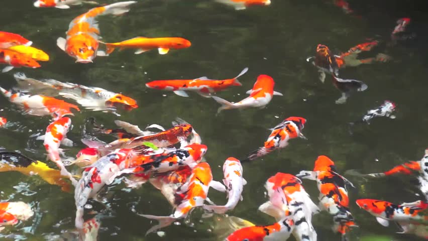 Koi Fish In Pond Drink Fresh Water From Manmade Waterfall