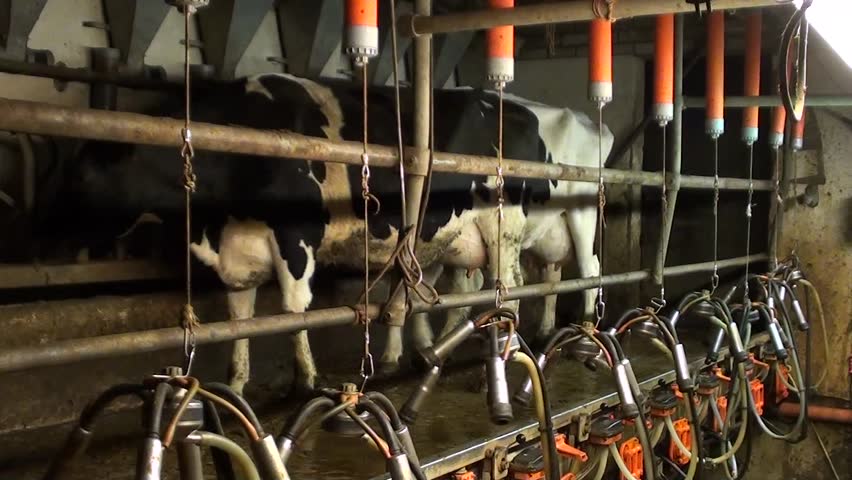 farmer milking cows in stable