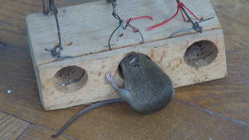 Mouse caught in a trap