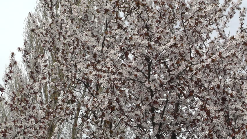 Springtime Tree in Blossoms Japanese Garden