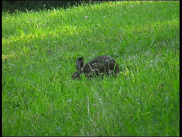 Wild rabbit, clip 1