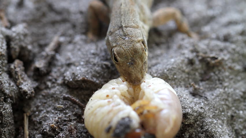 Lizard Eating Lava of an Beetle Larva 
