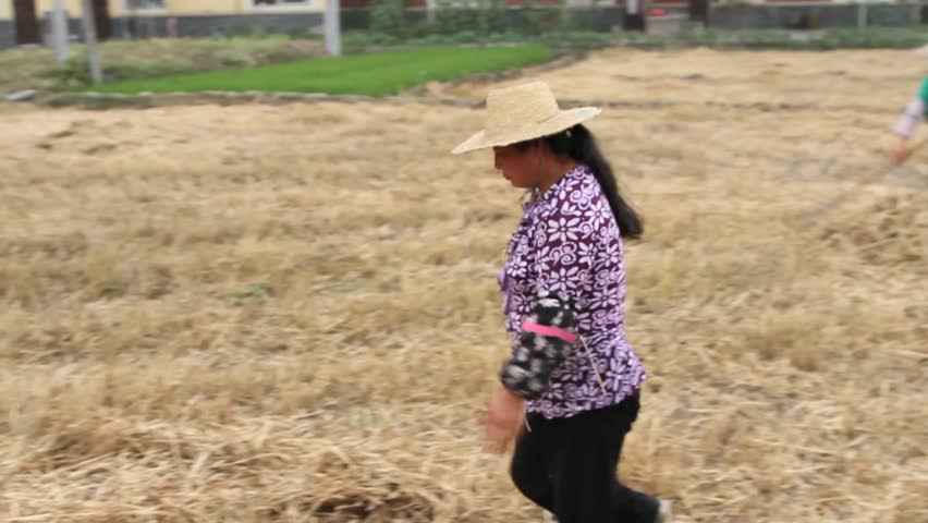 SHENZHEN, CHINA - CIRCA JUNE 2011: Chinese wheat farmers gathering and raking wheat into a pile