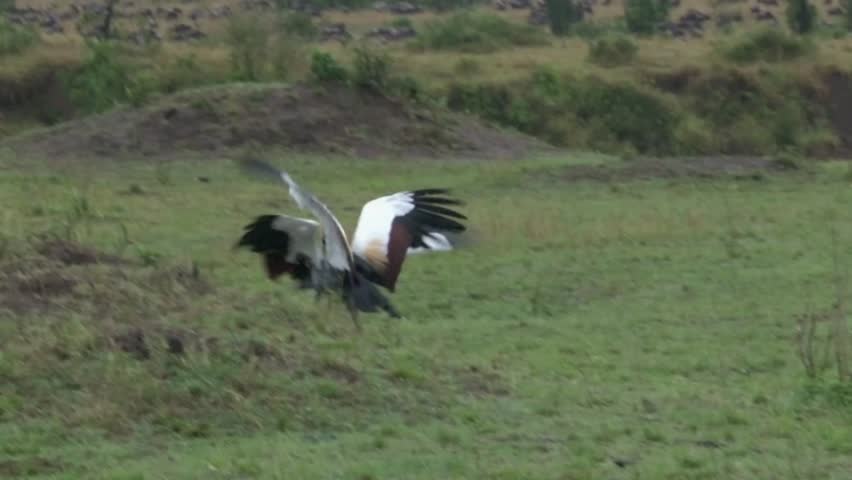 Crowned-Cranes displaying