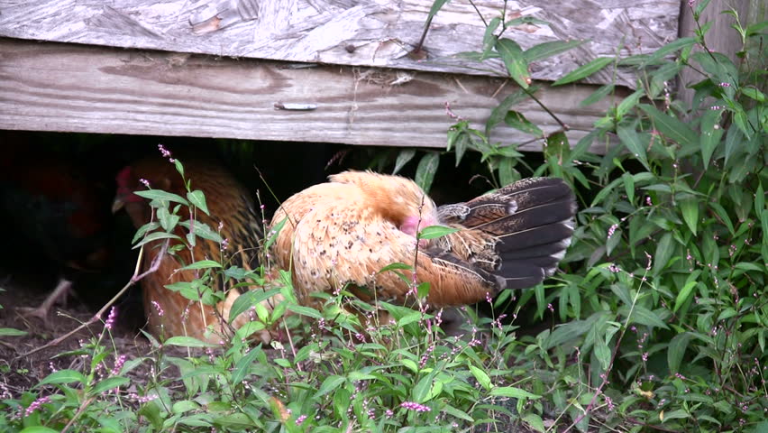 HD of a chicken and a rooster coming out from under a coop and crowing