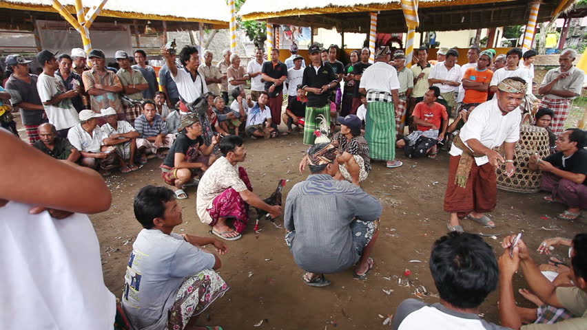 BALI - JANUARY 20: Cock fighting contest on January 20, 2012 in Bali, Indonesia. Cock fights are illegal, however are tolerated out of tradition.
