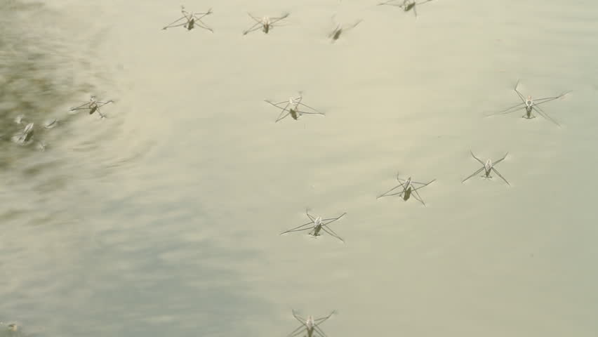 Aquatic insects