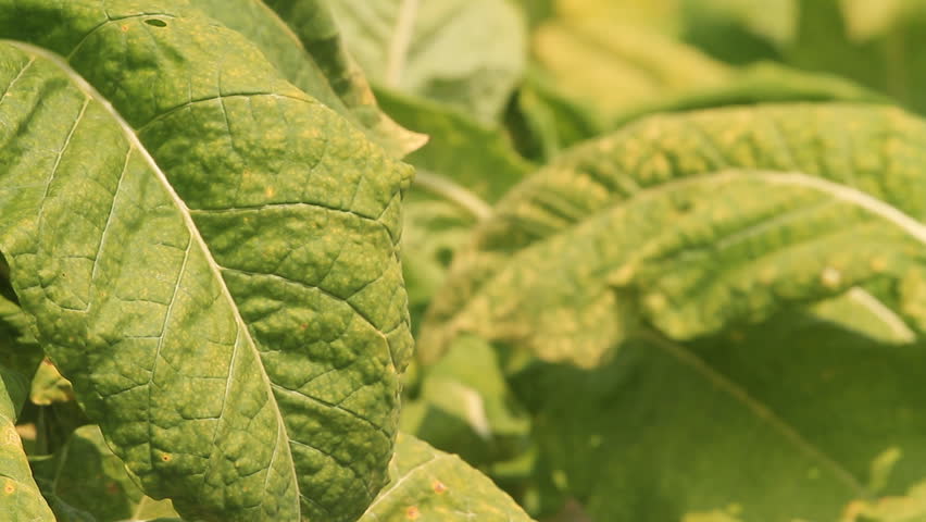 Tobacco farm.