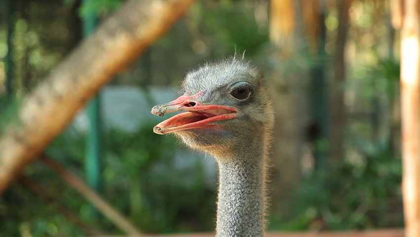 The ostrich.