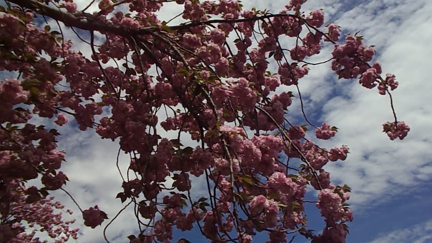 spring magnolia tree 