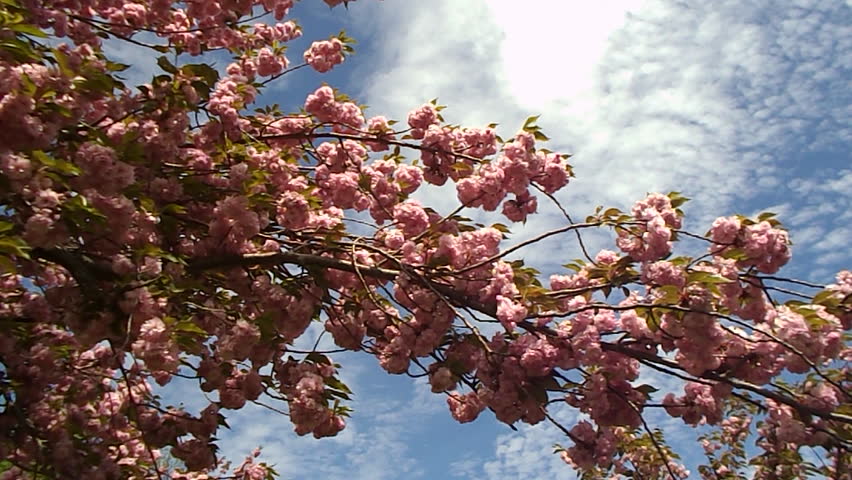 spring magnolia tree 