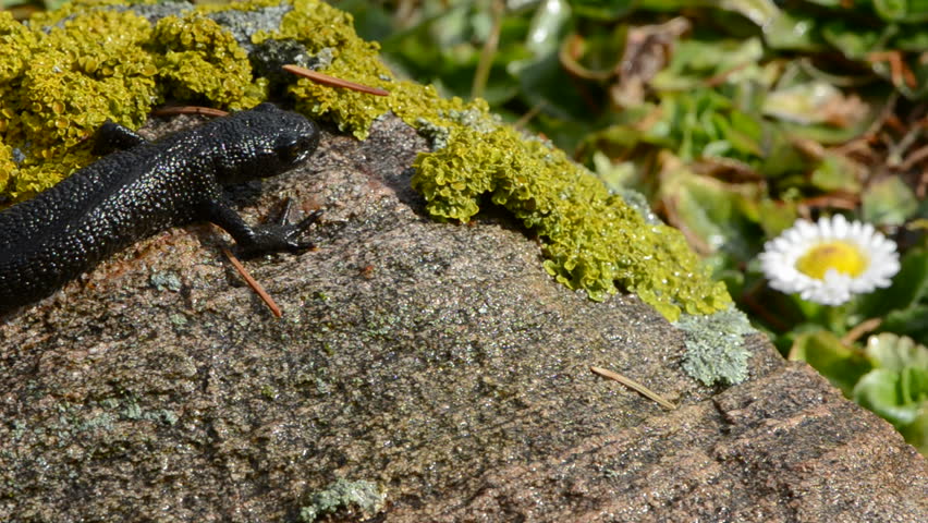 Great Crested Newt in early spring after winter
