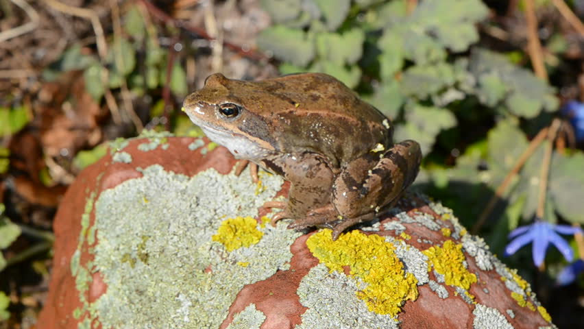 European common frog on stone with lichens
