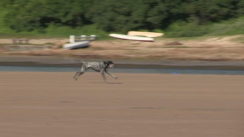 Pointer running on the river sandbank 