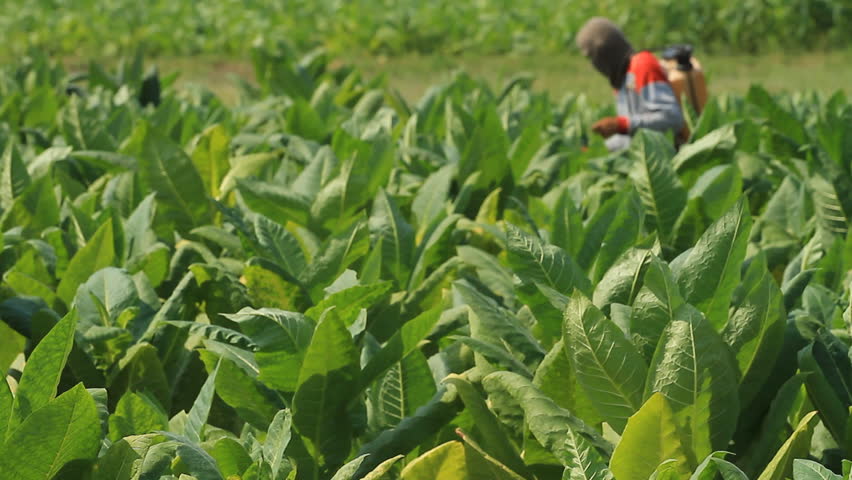 The injection site for care and maintenance by tobacco farmers before the harvest