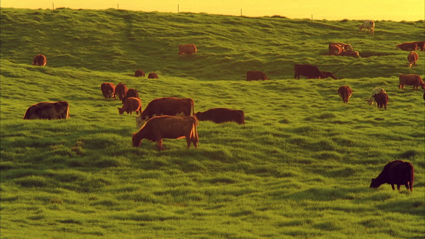 Cows Grazing in Time-lapse - Cows and bulls graze the green grass of a cattle range. The pasture sustains the herd of a dairy farm.