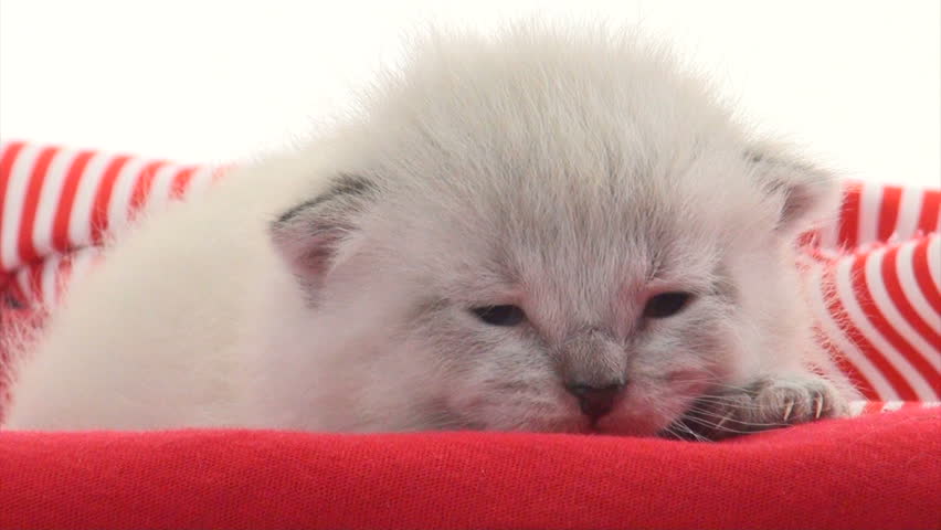 Cute kitten sleeping on a bed with red blanket on white background