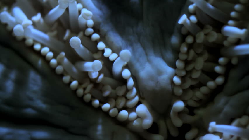 Moving star fish