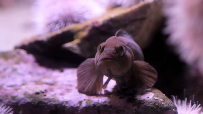 Deep sea fish