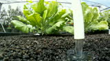 3 Shots of Leafy Green Vegetables Growing in a Aquaponic or Hydroponic Greenhouse.