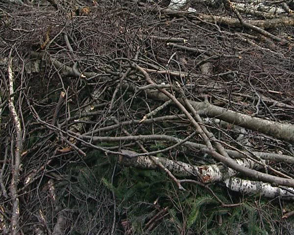 cut forest area. branches and trunks tree piles of logs. timber industry snow in winter.