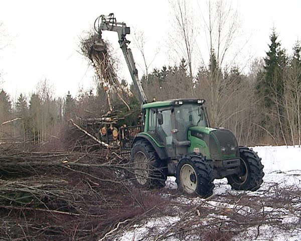 tractor with crane unload tree branches out of trailer. timber industry. material for biofuel production.