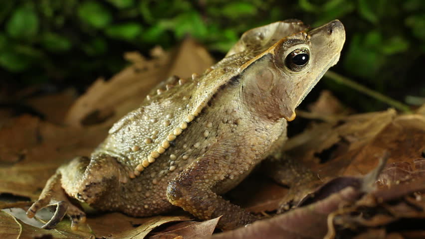 Crested Forest Toad (Rhinella dapsilis). In Yasuni National Park, Ecuador