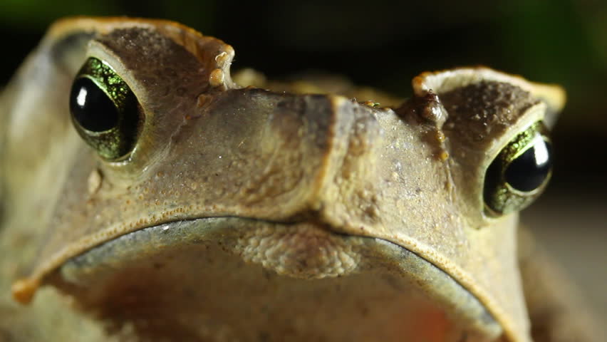 Crested Forest Toad (Rhinella dapsilis). In Yasuni National Park, Ecuador