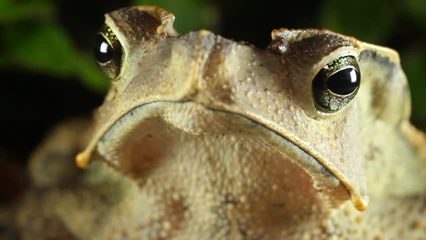 Crested Forest Toad (Rhinella dapsilis). In Yasuni National Park, Ecuador