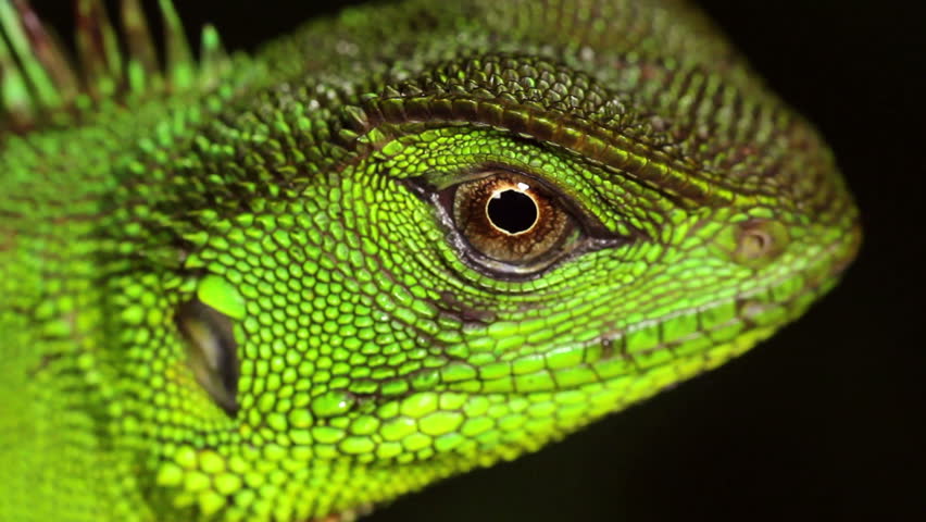 Amazon forest dragon (Enyalioides laticeps)