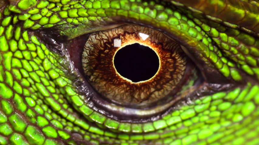 Amazon forest dragon (Enyalioides laticeps), close-up of eye