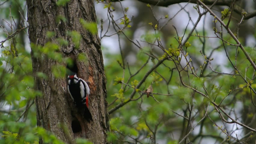 Great spotted woodpecker drumming on a tree trunk in a forest.