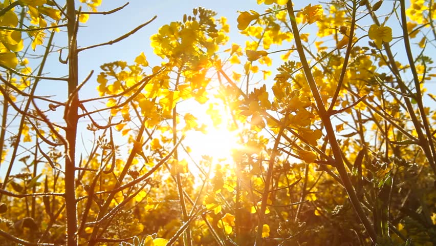 Rape seed field flowering tilt up