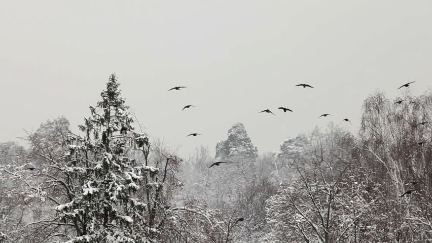 Flock of birds sit on the snow-covered trees in forest