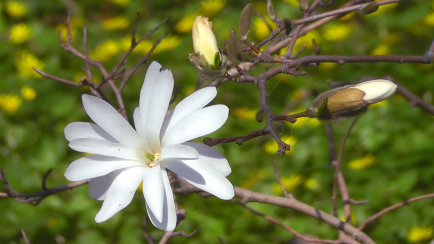Blossoming magnolia tree