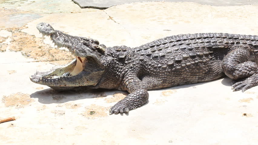 Madman collect money from crocodile mouth