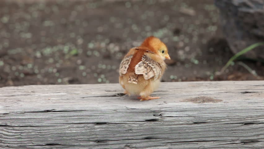 Baby yellow and white chick standing on wooden post chirping and exploring. Week old will grow as a backyard free range egg layer and will grow into full size Buff Orpington chicken.