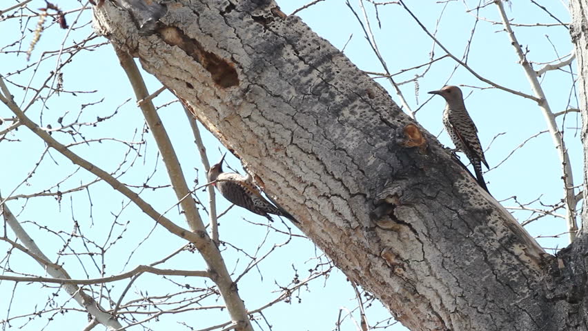 Northern flicker woodpeckers on a poplar tree eating insects in the spring 2.