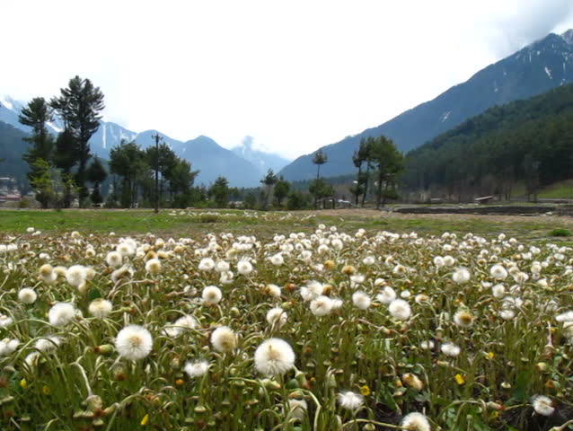 Flying seed in Summer wind , Pahalgam valley  Jammu and Kashmir India