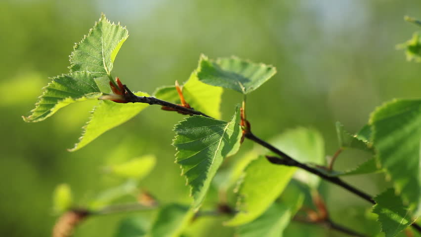 Birch tree sprout in the spring - slight wind movement