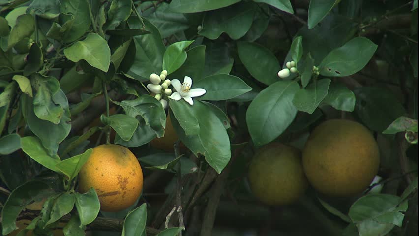 Valencia oranges and orange blossoms