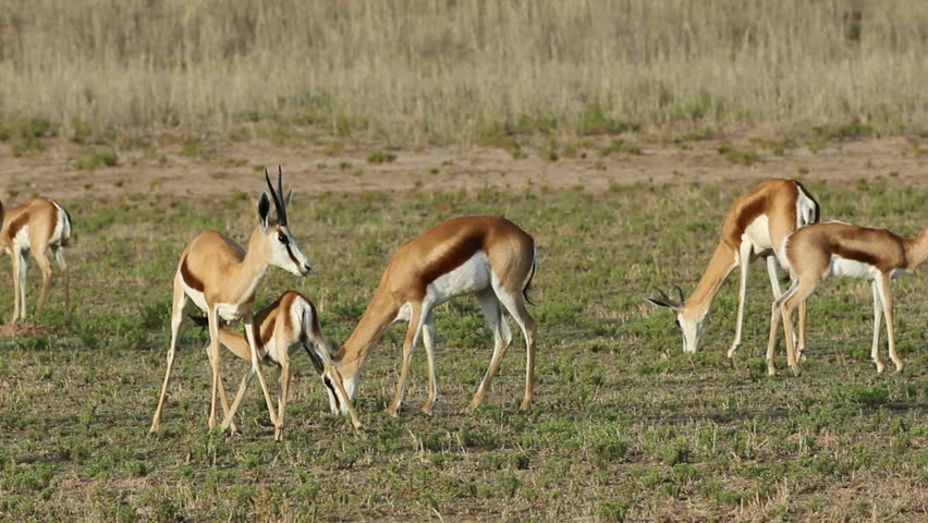 Grazing springbok antelopes (Antidorcas marsupialis) with suckling lamb, Kalahari desert, South Africa