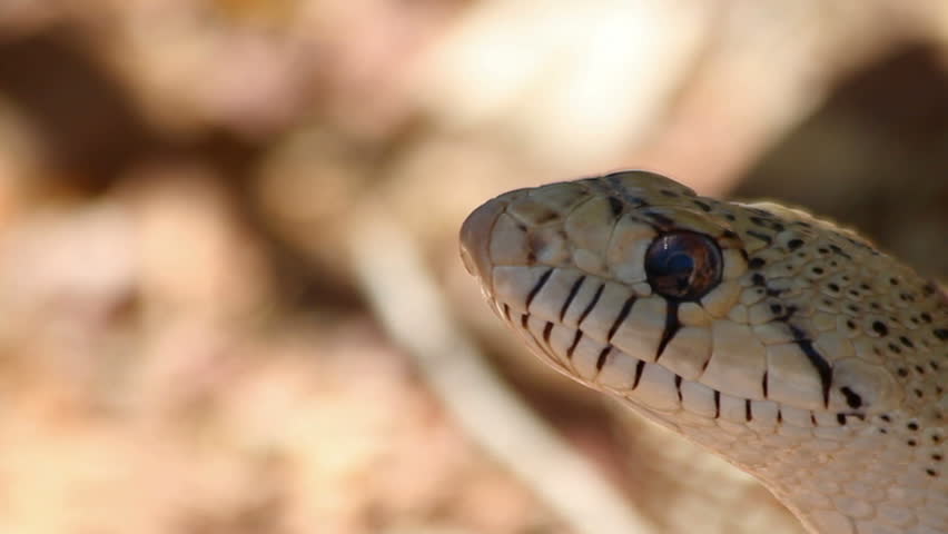 Snake, head close up, flicks tongue, moves across arid landscape. 1080p